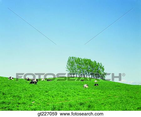 outdoor, exterior, day, daytime, daylight, stock farming, cattle breeding View Large Photo Image Stock Photo - outdoor, exterior, day, daytime, daylight, stock farming, cattle breeding. Fotosearch