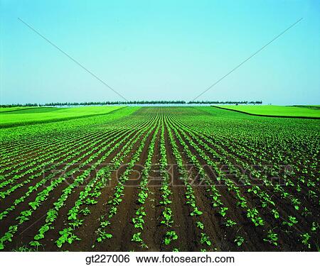 outdoor, exterior, day, daytime, daylight, crops, farm View Large Photo Image Stock Photograph - outdoor, exterior, day, daytime, daylight, crops, farm. Fotosearch