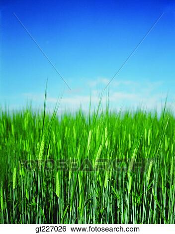 outdoor, exterior, day, daytime, daylight, crops, farm product View Large Photo Image Stock Photograph - outdoor, exterior, day, daytime, daylight, crops, farm product. Fotosearch