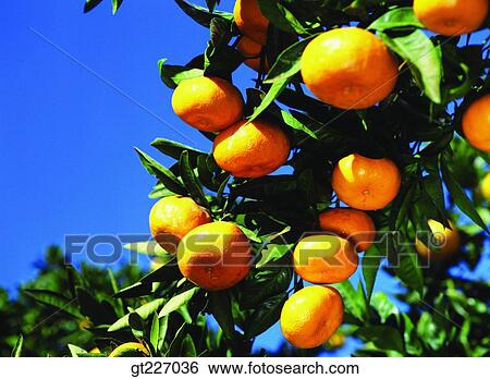 outdoor, exterior, day, daytime, daylight, orange, persimmon orange View Large Photo Image Stock Photograph - outdoor, exterior, day, daytime, daylight, orange, persimmon orange. Fotosearch
