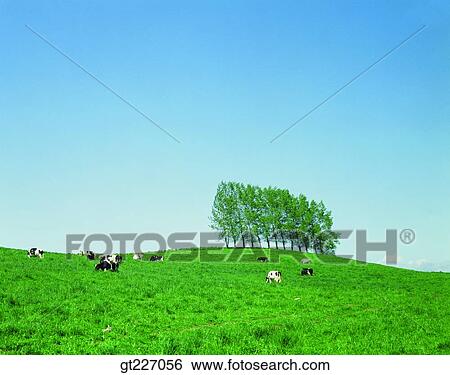outdoor, exterior, day, daytime, daylight, stock farming, cattle breeding View Large Photo Image Stock Photograph - outdoor, exterior, day, daytime, daylight, stock farming, cattle breeding. Fotosearch