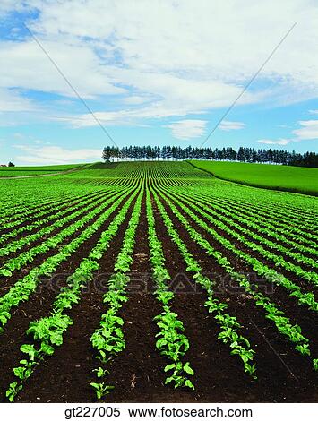 outdoor, exterior, day, daytime, daylight, crops, farm View Large Photo Image Stock Photography - outdoor, exterior, day, daytime, daylight, crops, farm. Fotosearch