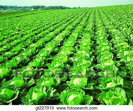 Stock Photography - outdoor, exterior, day, daytime, daylight, crops, farm. Fotosearch