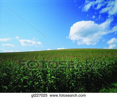 outdoor, exterior, day, daytime, daylight, corn, crops View Large Photo Image Stock Photography - outdoor, exterior, day, daytime, daylight, corn, crops. Fotosearch