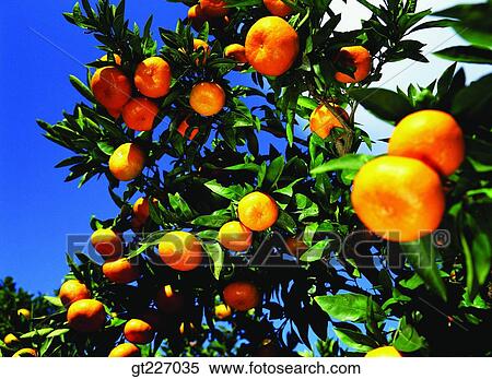 outdoor, exterior, day, daytime, daylight, orange, persimmon orange View Large Photo Image Stock Photography - outdoor, exterior, day, daytime, daylight, orange, persimmon orange. Fotosearch