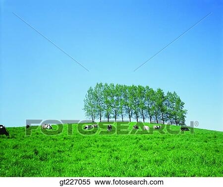 outdoor, exterior, day, daytime, daylight, stock farming, cattle breeding View Large Photo Image Stock Photography - outdoor, exterior, day, daytime, daylight, stock farming, cattle breeding. Fotosearch