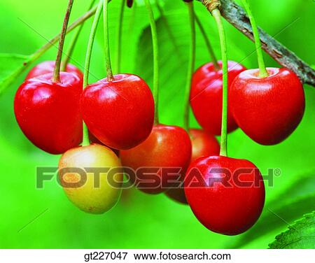 Stock Photo - sieve, sifter, cherry, fruit, nut, berry. Fotosearch