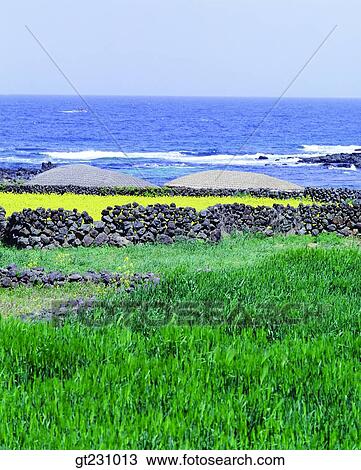 cottage, Cheju Island, Cheju, plain, open field, farm, field View Large Photo Image Stock Image - cottage, Cheju Island, Cheju, plain, open field, farm, field. Fotosearch
