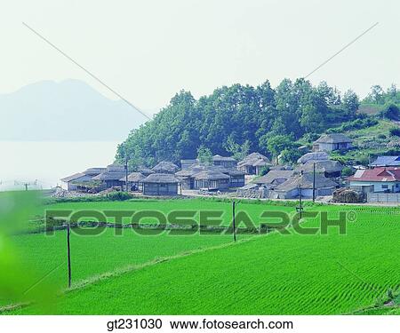 cottage, farm village, farming village, village, rice field, paddy field, paddy View Large Photo Image Stock Image - cottage, farm village, farming village, village, rice field, paddy field, paddy. Fotosearch
