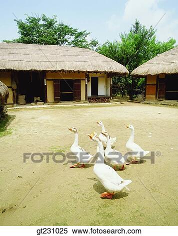 cottage, garden, yard, court, goose, garden, yard View Large Photo Image Stock Photography - cottage, garden, yard, court, goose, garden, yard. Fotosearch