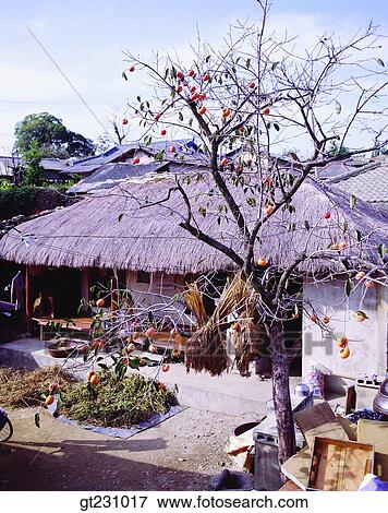 cottage, persimmon tree, persimmon, fall, autumn, garden, yard View Large Photo Image Stock Photo - cottage, persimmon tree, persimmon, fall, autumn, garden, yard. Fotosearch