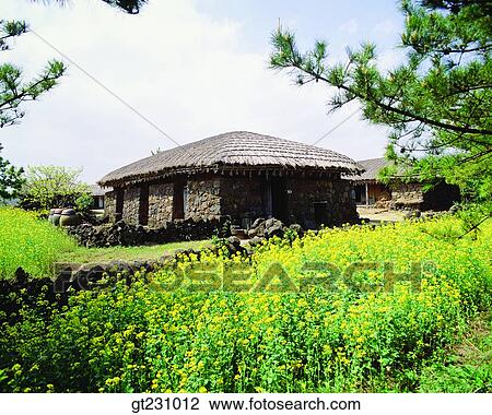 cottage, rape flower, stone wall, pine, pine tree View Large Photo Image Stock Image - cottage, rape flower, stone wall, pine, pine tree. Fotosearch