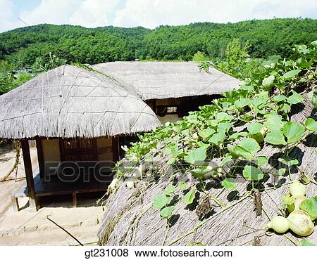 cottage, roof, thatched roof, gourd vine, bine, tendril, mountain View Large Photo Image Stock Photo - cottage, roof, thatched roof, gourd vine, bine, tendril, mountain. Fotosearch
