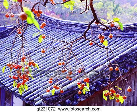 Stock Image - tile roofed house, tiled roof, persimmon tree, persimmon, fall, autumn, Korean-style house. Fotosearch