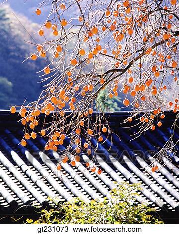 Stock Image - tile roofed house, tiled roof, persimmon tree, persimmon, fall, autumn, Korean-style house. Fotosearch