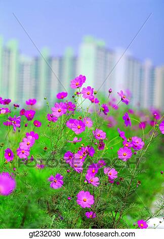 Korea, outdoor, exterior, day, daytime, daylight, cosmos View Large Photo Image Stock Image - Korea, outdoor, exterior, day, daytime, daylight, cosmos. Fotosearch