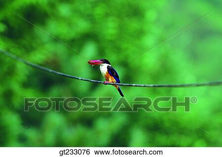 bird, birds, fowlsfowl, branch, feed View Large Photo Image Stock Photograph - bird, birds, fowlsfowl, branch, feed. Fotosearch