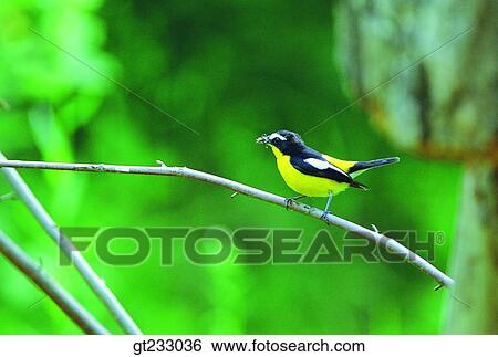 Stock Photograph - bird, birds, fowlsfowl, branch. Fotosearch