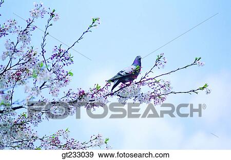 bird, birds, fowlsfowl, cherry blossom View Large Photo Image Stock Photo - bird, birds, fowlsfowl, cherry blossom. Fotosearch