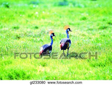 bird, birds, fowlsfowl, crane, lawn, grass View Large Photo Image Stock Image - bird, birds, fowlsfowl, crane, lawn, grass. Fotosearch