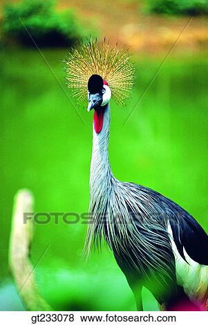 bird, birds, fowlsfowl, crane View Large Photo Image Stock Photo - bird, birds, fowlsfowl, crane. Fotosearch