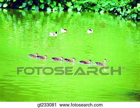 Stock Image - bird, birds, fowlsfowl, duck. Fotosearch