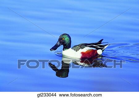 bird, birds, fowlsfowl, duck, swim, swimming, winter View Large Photo Image Picture - bird, birds, fowlsfowl, duck, swim, swimming, winter. Fotosearch
