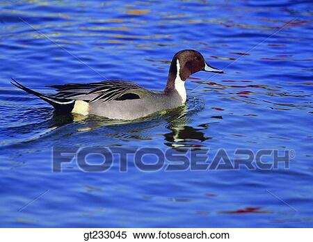 bird, birds, fowlsfowl, duck, swim, swimming View Large Photo Image Stock Photography - bird, birds, fowlsfowl, duck, swim, swimming. Fotosearch