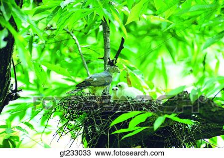 bird, birds, fowlsfowl, eagle, nest, young bird, feed View Large Photo Image Stock Image - bird, birds, fowlsfowl, eagle, nest, young bird, feed. Fotosearch