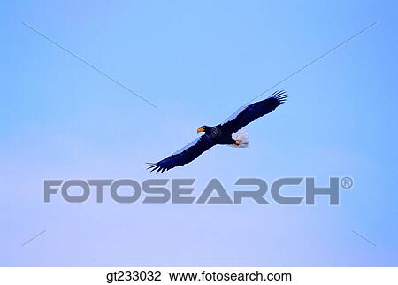 bird, birds, fowlsfowl, eagle View Large Photo Image Stock Image - bird, birds, fowlsfowl, eagle. Fotosearch