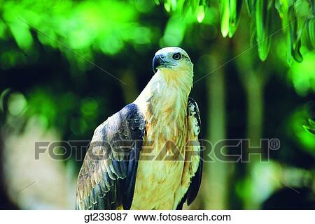 bird, birds, fowlsfowl, eagle, accipitral, raptorial birds View Large Photo Image Stock Photo - bird, birds, fowlsfowl, eagle, accipitral, raptorial birds. Fotosearch