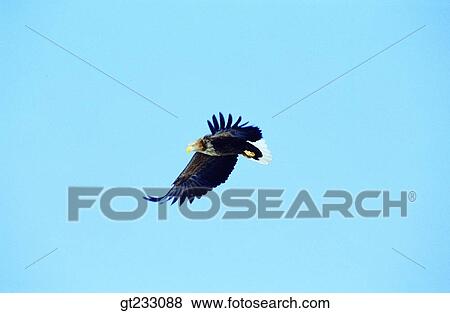 bird, birds, fowlsfowl, eagle, accipitral, raptorial birds View Large Photo Image Stock Photo - bird, birds, fowlsfowl, eagle, accipitral, raptorial birds. Fotosearch
