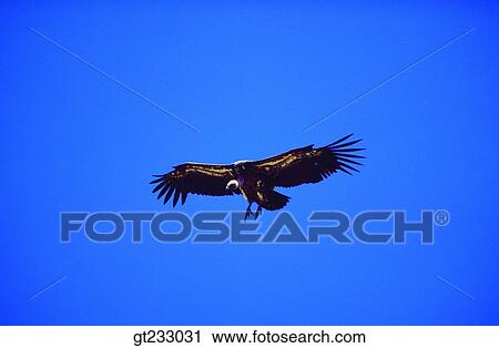 bird, birds, fowlsfowl, eagle, wings, blue sky, sky View Large Photo Image Stock Image - bird, birds, fowlsfowl, eagle, wings, blue sky, sky. Fotosearch