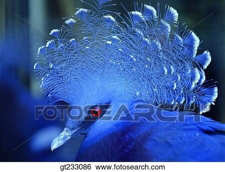 bird, birds, fowlsfowl, feathers View Large Photo Image Stock Photograph - bird, birds, fowlsfowl, feathers. Fotosearch