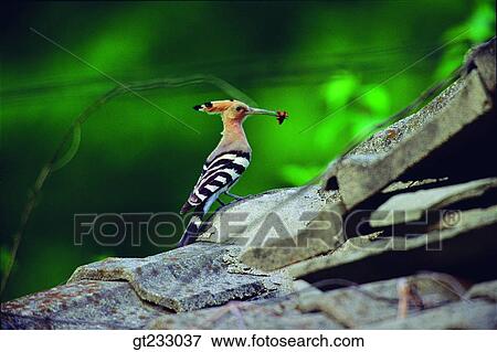 bird, birds, fowlsfowl, feed, bill, beak, roof View Large Photo Image Stock Photo - bird, birds, fowlsfowl, feed, bill, beak, roof. Fotosearch