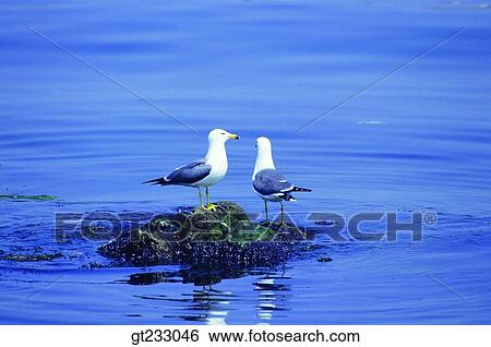 Stock Photograph - bird, birds, fowlsfowl, gull, mew, rock. Fotosearch