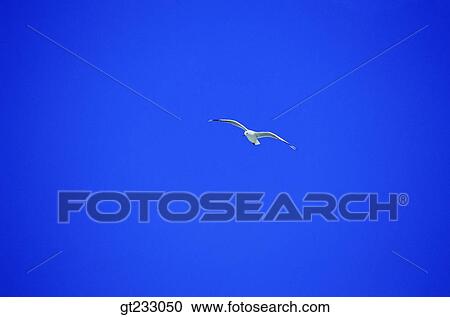 Stock Image - bird, birds, fowlsfowl, gull, mew. Fotosearch