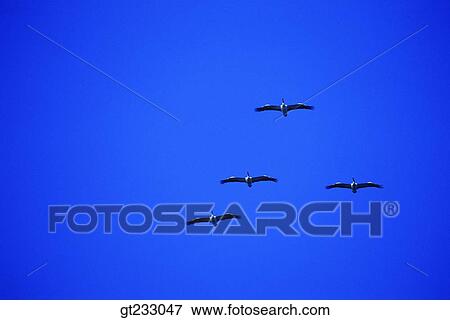 Stock Photo - bird, birds, fowlsfowl, gull, mew. Fotosearch
