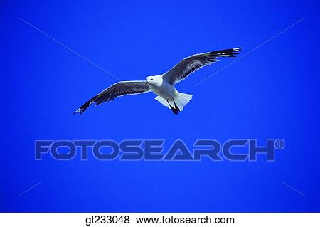 Stock Photo - bird, birds, fowlsfowl, gull, mew. Fotosearch