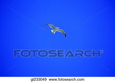 Stock Photo - bird, birds, fowlsfowl, gull, mew. Fotosearch