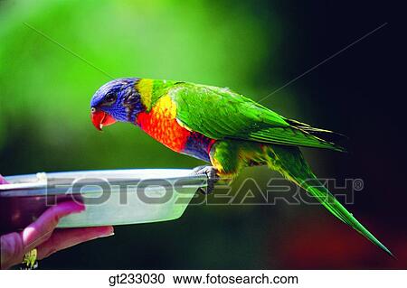 bird, birds, fowlsfowl, macaw, Macaw, feed View Large Photo Image Stock Image - bird, birds, fowlsfowl, macaw, Macaw, feed. Fotosearch