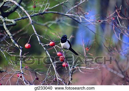 bird, birds, fowlsfowl, magpie, persimmon tree, persimmon, fruit View Large Photo Image Stock Image - bird, birds, fowlsfowl, magpie, persimmon tree, persimmon, fruit. Fotosearch