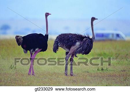 bird, birds, fowlsfowl, ostrich, couple, pair, lawn View Large Photo Image Stock Photo - bird, birds, fowlsfowl, ostrich, couple, pair, lawn. Fotosearch