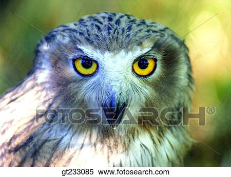 bird, birds, fowlsfowl, owl View Large Photo Image Stock Photography - bird, birds, fowlsfowl, owl. Fotosearch