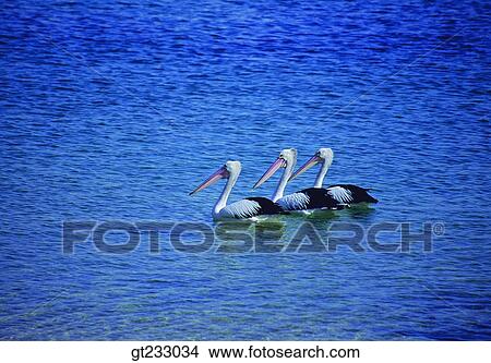 bird, birds, fowlsfowl, pelican, swim, swimming, bill View Large Photo Image Picture - bird, birds, fowlsfowl, pelican, swim, swimming, bill. Fotosearch