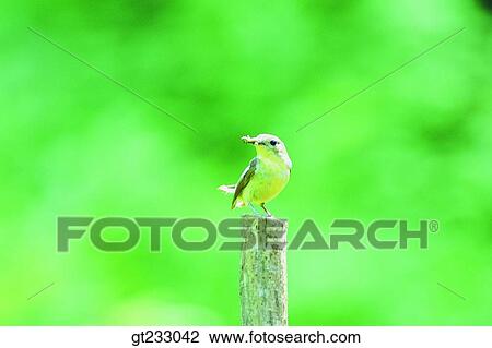 bird, birds, fowlsfowl, redstart, Redstart, branch View Large Photo Image Stock Image - bird, birds, fowlsfowl, redstart, Redstart, branch. Fotosearch