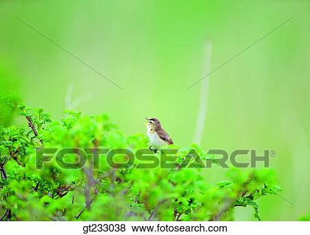 bird, birds, fowlsfowl, redstart, Redstart View Large Photo Image Stock Photo - bird, birds, fowlsfowl, redstart, Redstart. Fotosearch
