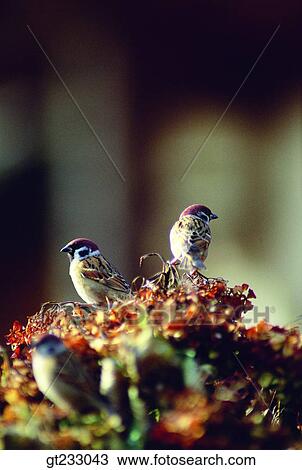 Stock Image - bird, birds, fowlsfowl, sparrow. Fotosearch