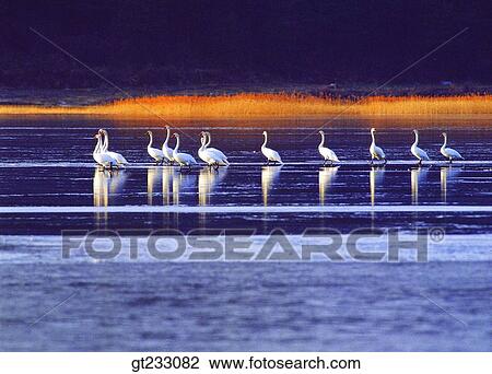 bird, birds, fowlsfowl, swan, Swan View Large Photo Image Stock Image - bird, birds, fowlsfowl, swan, Swan. Fotosearch