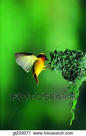 bird, birds, fowlsfowl, tropical birds View Large Photo Image Stock Photo - bird, birds, fowlsfowl, tropical birds. Fotosearch